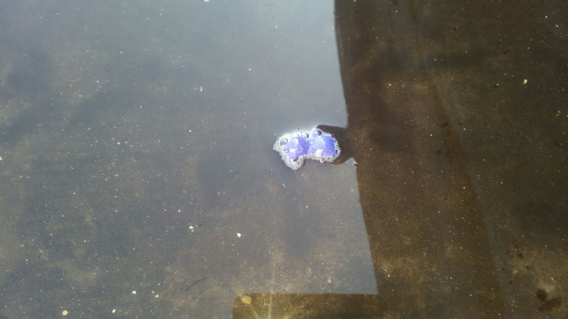 Poolwasser endlich richtig blau